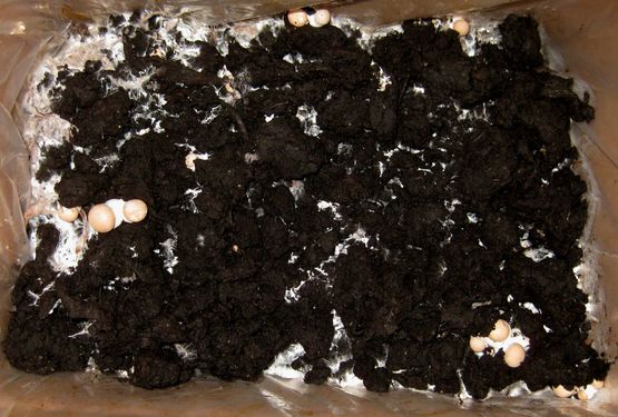 Click on the photo for the original