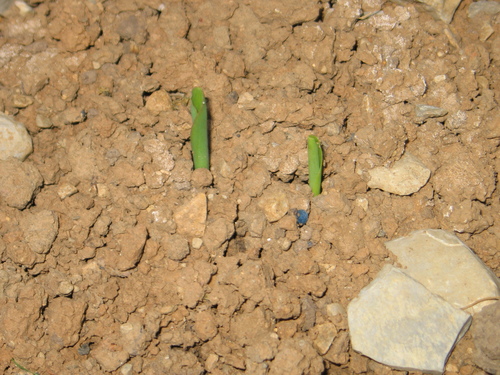 Click on the photo for the original