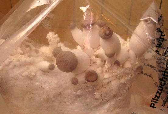 Click on the photo for the original