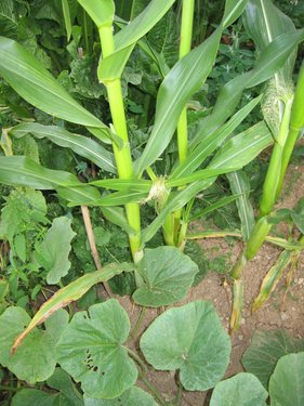 Click on the photo for the original