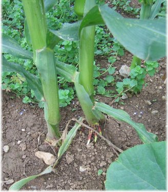 Click on the photo for the original