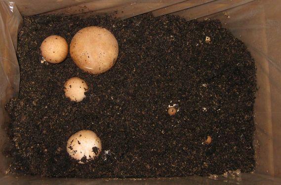 Click on the photo for the original