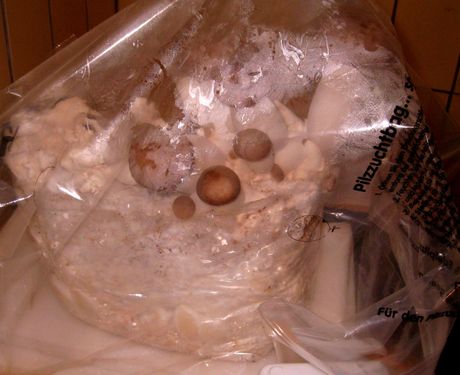 Click on the photo for the original