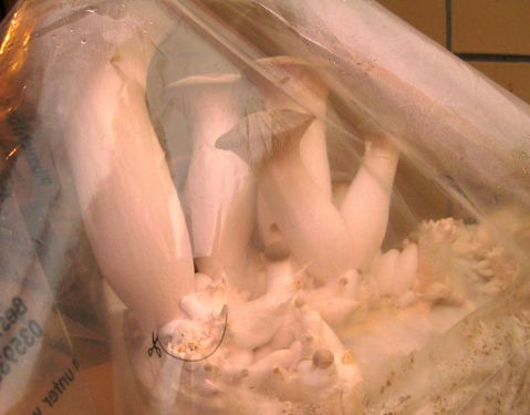 Click on the photo for the original