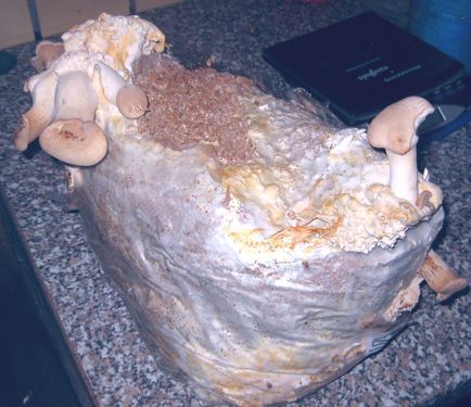 Click on the photo for the original