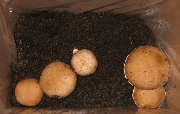 Click on the photo for the original