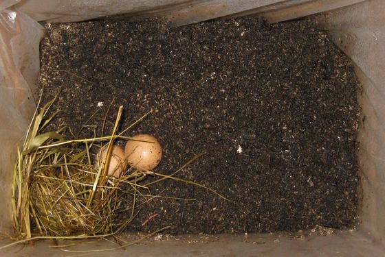 Click on the photo for the original