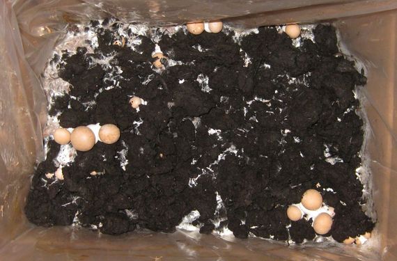 Click on the photo for the original