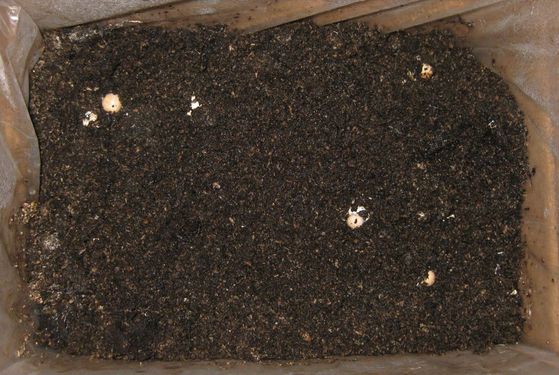 Click on the photo for the original