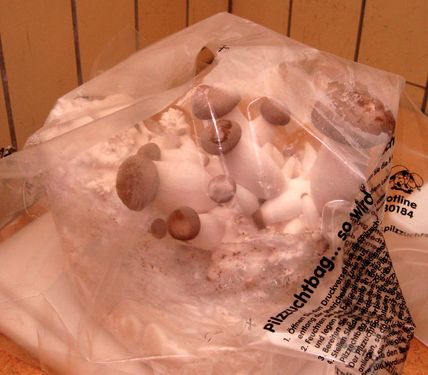 Click on the photo for the original