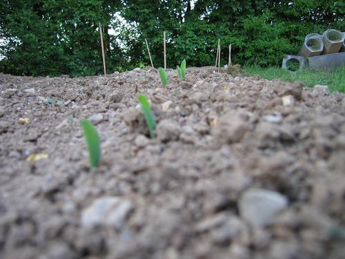 Click on the photo for the original