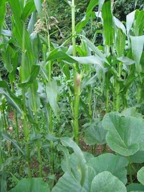 Click on the photo for the original