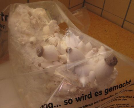 Click on the photo for the original