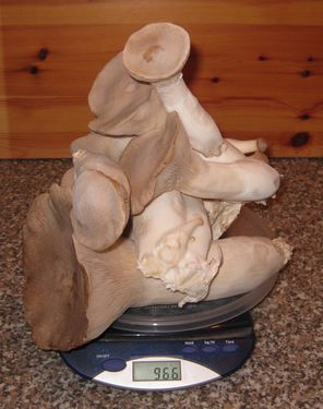 Click on the photo for the original