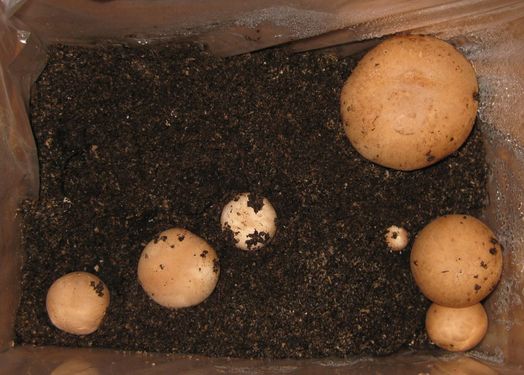 Click on the photo for the original