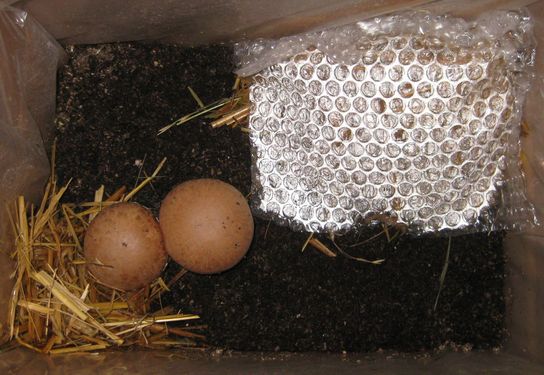 Click on the photo for the original