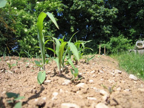 Click on the photo for the original