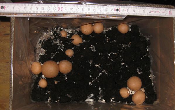 Click on the photo for the original