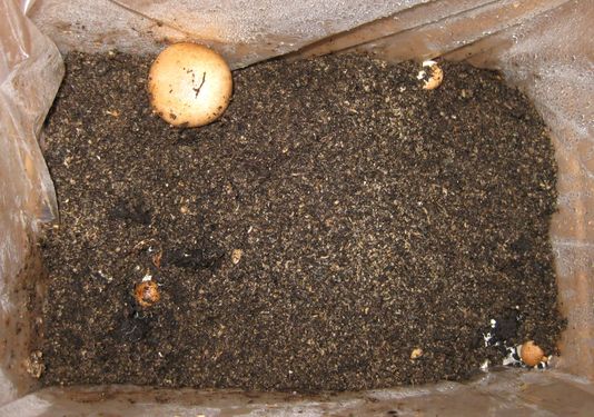 Click on the photo for the original