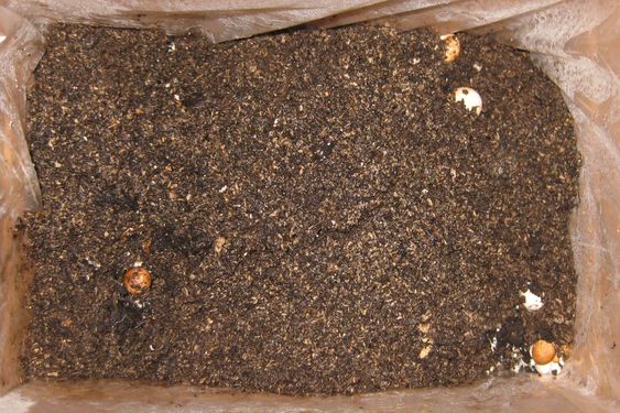 Click on the photo for the original