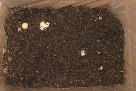 Click on the photo for the original