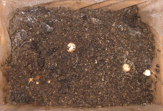 Click on the photo for the original