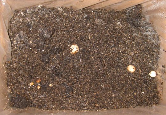 Click on the photo for the original