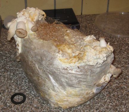 Click on the photo for the original