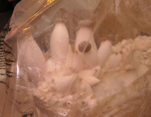 Click on the photo for the original