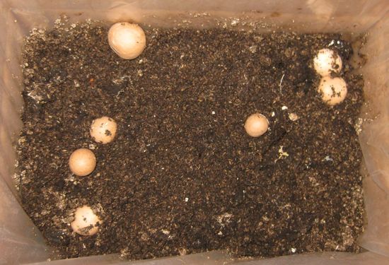 Click on the photo for the original