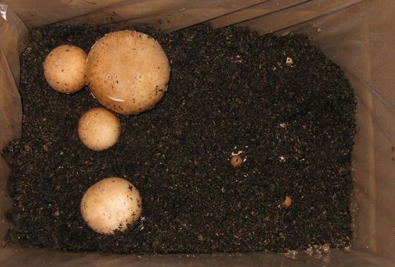 Click on the photo for the original