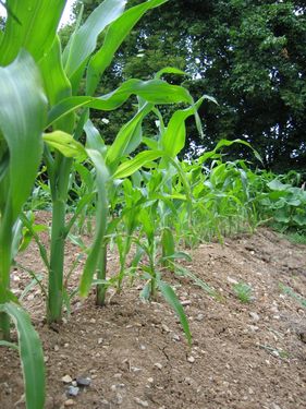 Click on the photo for the original