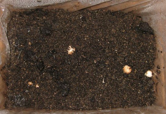 Click on the photo for the original