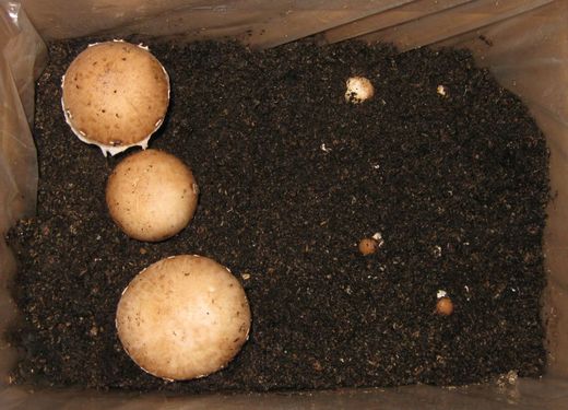 Click on the photo for the original