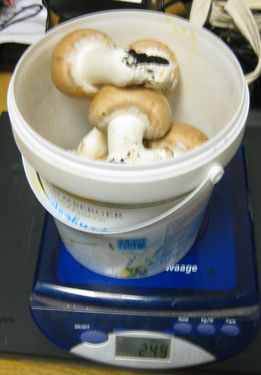 Click on the photo for the original