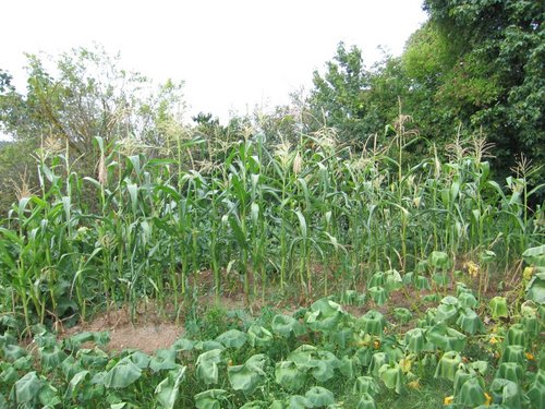 Click on the photo for the original