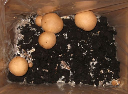 Click on the photo for the original