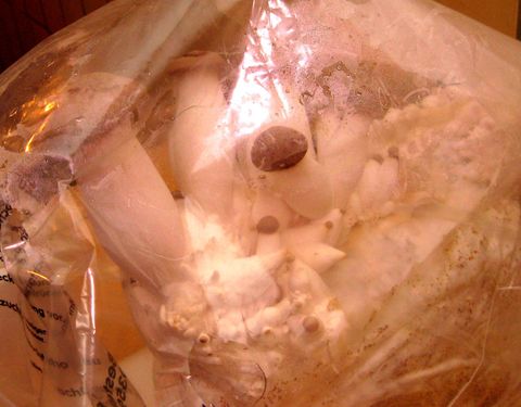 Click on the photo for the original