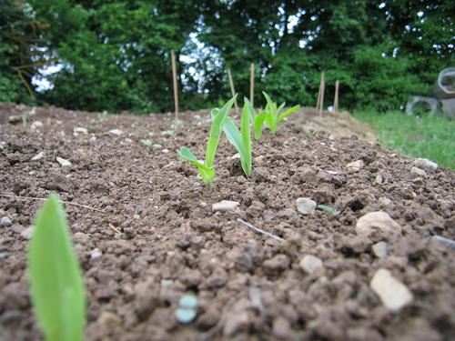 Click on the photo for the original